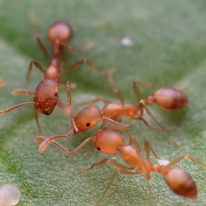 小家蚁属