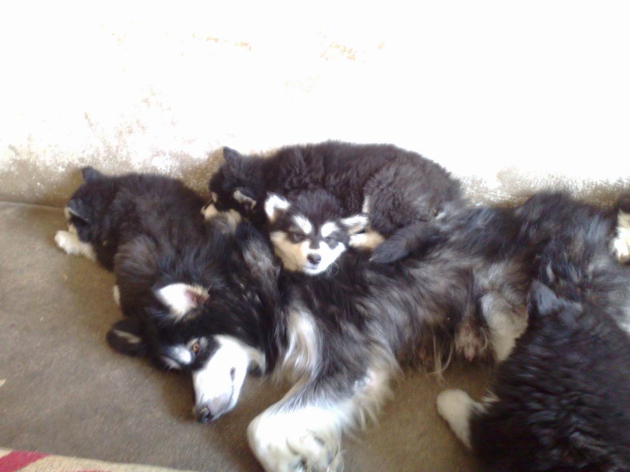  /a>,是最古老的极地 a href="#" data-lemmaid="808">雪橇犬 /a>之一