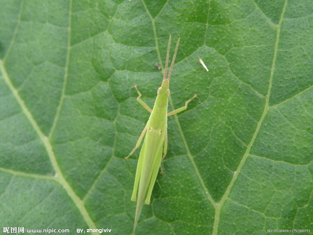 的动物,又称 a target="_blank" href="/item/真体腔动物/7647596"