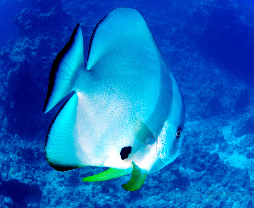  p>圆眼燕鱼(学名:platax orbicularis)又名 a href="#" data-lemmaid