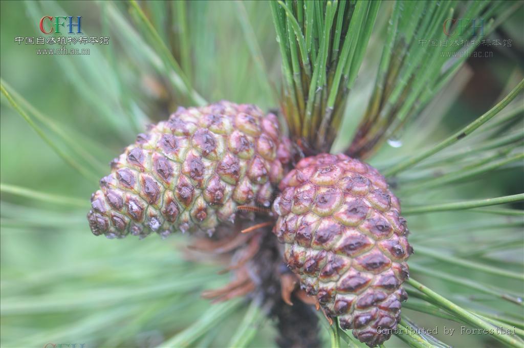  p>云南松(pinus yunnanensis),又称"飞松","青松","长毛松",为 a