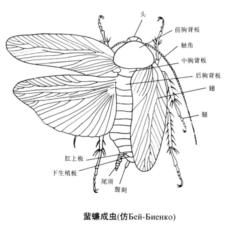 lemmaid="1622398">节肢动物门,六足亚门,昆虫纲