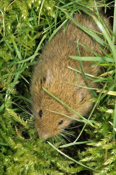 p>普通田鼠(学名:microtus arvalis)体长126~128mm,吻部短而钝,耳壳