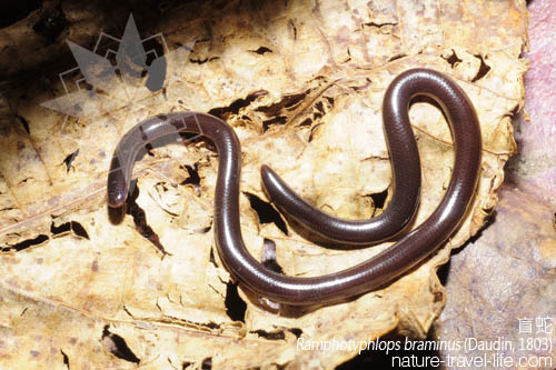  p>钩盲蛇(学名:ramphotyphlops braminus)又名入耳 a href="#" data