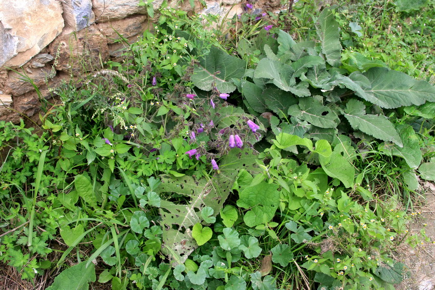 salvia przewalskii maxim.