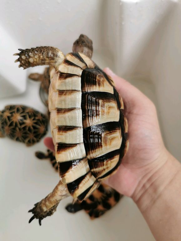  p>翘缘陆龟testudo marginata(以色列,叙利亚和西奈半岛),30cm～35cm