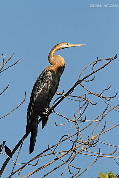 href="/item/水鸟/81986" data-lemmaid="81986">水鸟 /a>,颈细长如蛇