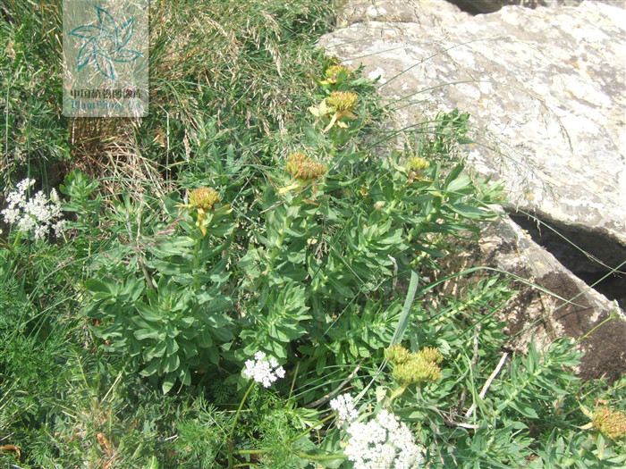  p> b>背药红景天 /b>(学名: i>rhodiola hobsonii /i>)为景天科 a