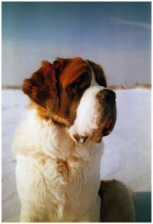 阿尔卑斯山搜救犬 百度百科