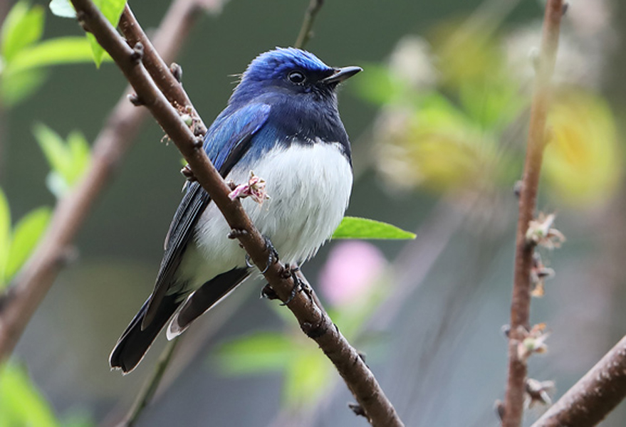 雄鸟头顶钴蓝色或钴青蓝色,其余上体紫蓝色或青蓝色,两翅和尾黑褐色