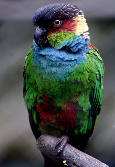  p>蓝喉锥尾鹦鹉(学名:pyrrhura cruentata)是典型的 a href="#">攀禽