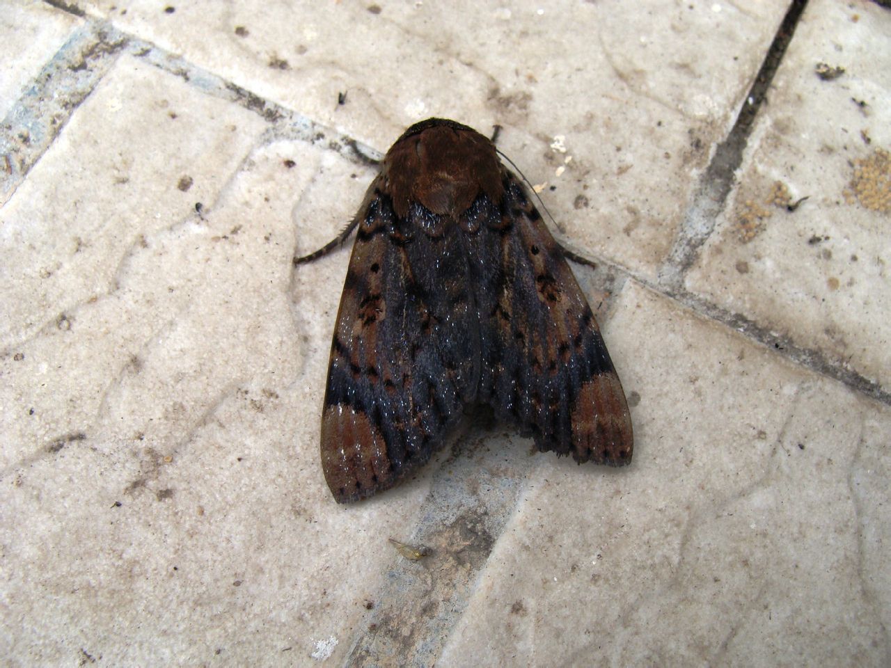  p>苎麻夜蛾,为鳞翅目,夜蛾科.分布在中国各地.