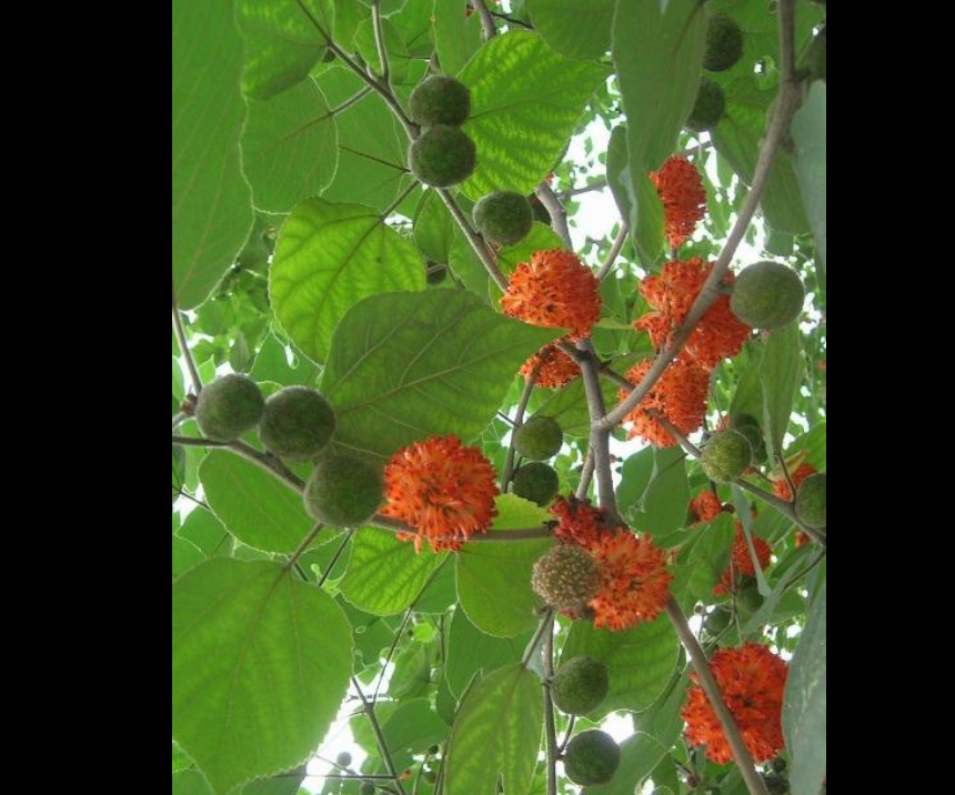  p>楮实子( i>fructus /i>  i>broussonetiae /i>)始载于汉代《名医别