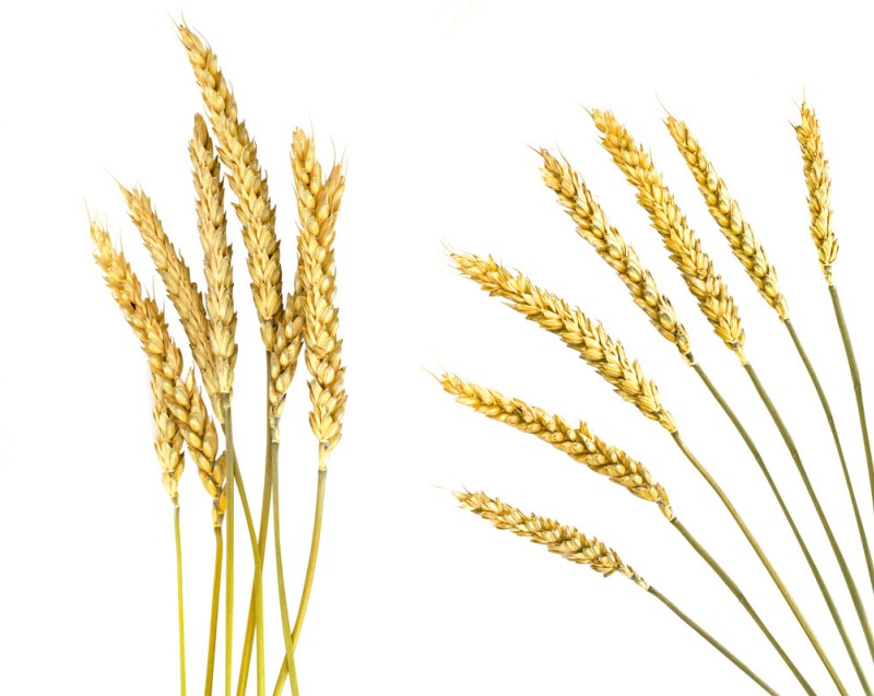  p>一粒小麦(triticum monococcum),小麦属中最原始的栽培种.