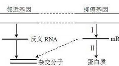 反义核酸_百度百科