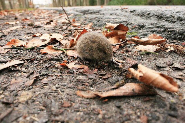  p>根田鼠(学名: i>microtus oeconomus /i>)体