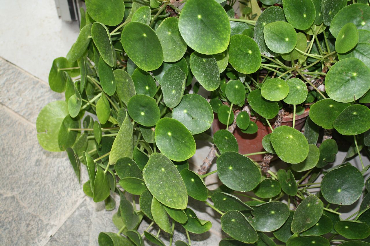 镜面草