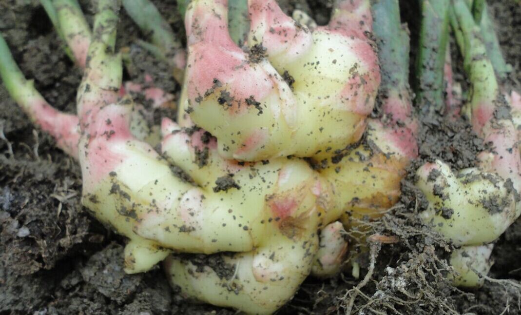  p>姜(学名: i>zingiber officinale /i> rosc.