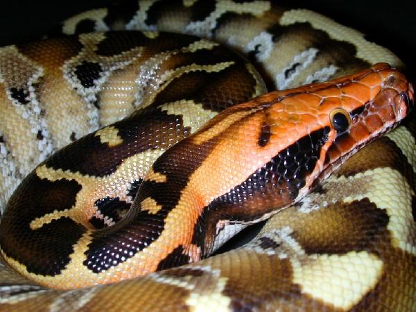  p>血蟒(学名:python curtus)是 a href="#">蛇亚目 /a> a href="#">