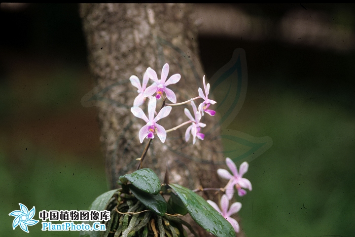 phalaenopsis wilsonii rolfe