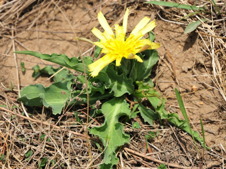  p>老虎嘴,桃叶鸦葱:多年生草本.