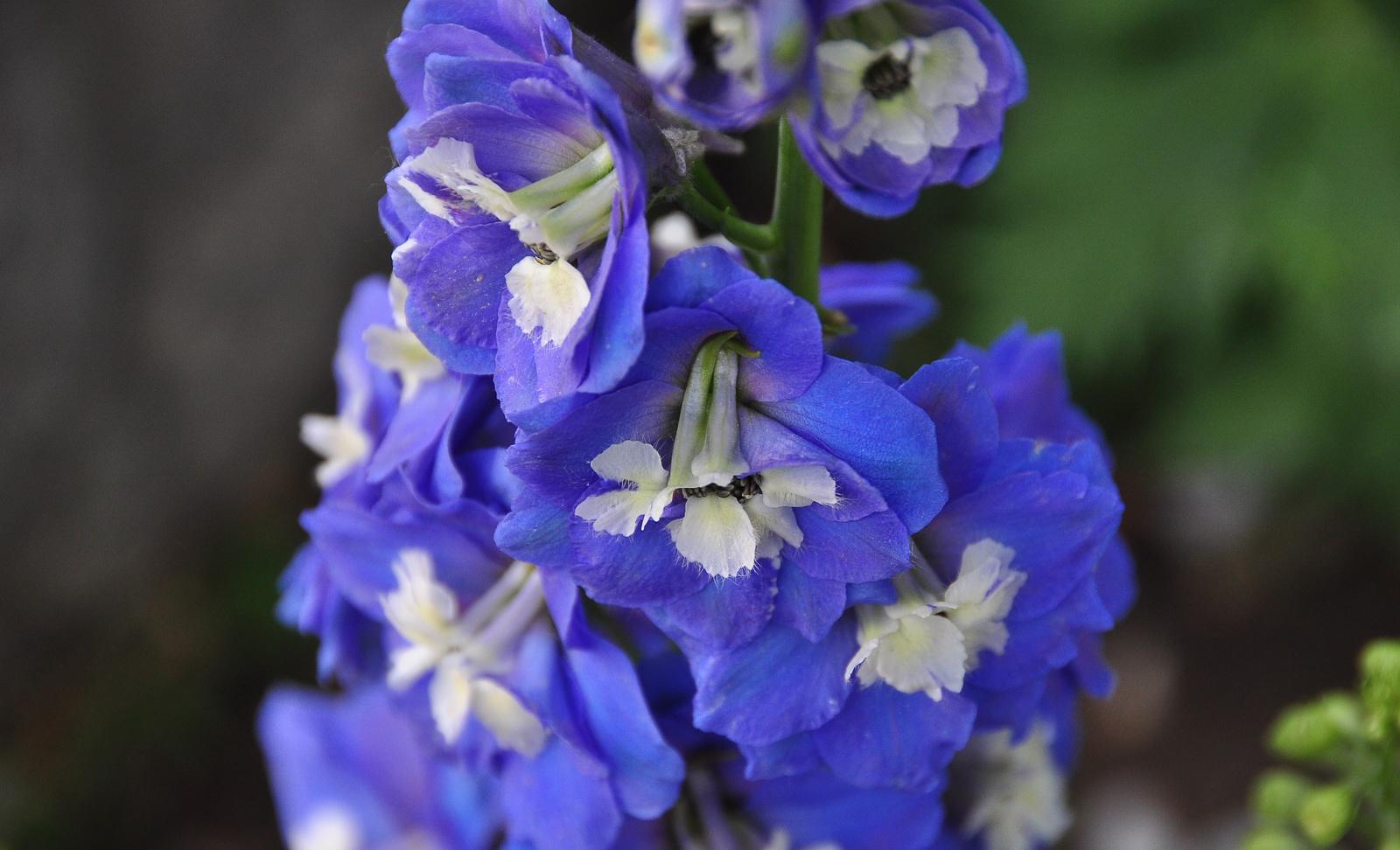  p>川陕翠雀花(学名: i>delphinium henryi /i> franch.