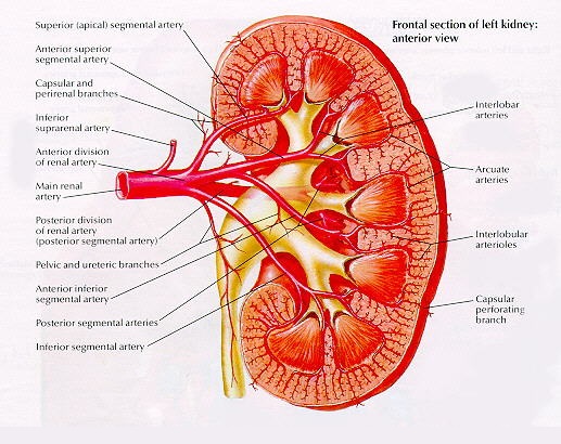 人体肾脏血管分布图图片