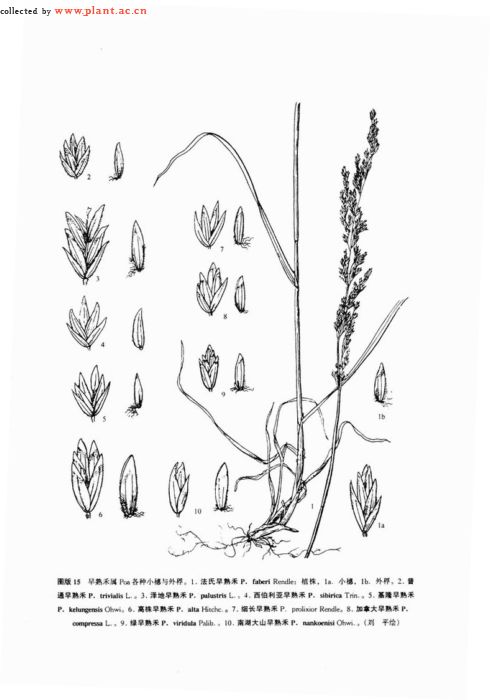  p>高株早熟禾(学名:poa alta hitchc),禾本科早熟禾属植物,为禾本科