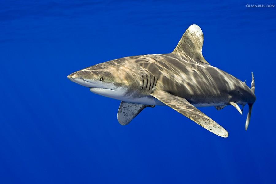 远洋白鳍鲨