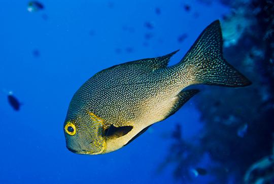  p>二长棘鲷,分布于北太平洋西部.我国产于南海和东海南部.