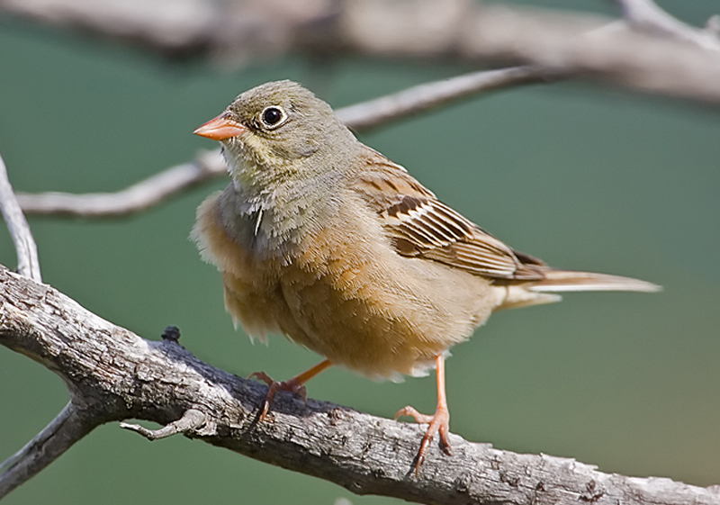  p>圃鹀(学名: i>emberiza hortulana /i>):体重20-25克,体长150-175