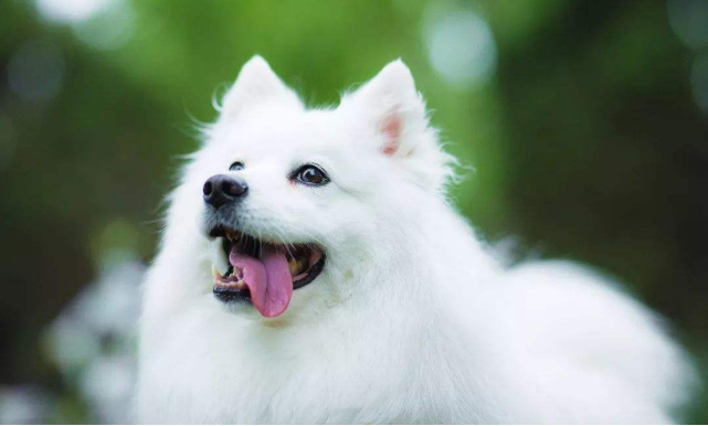 银狐犬发展历程，从小众到大众_百科TA说