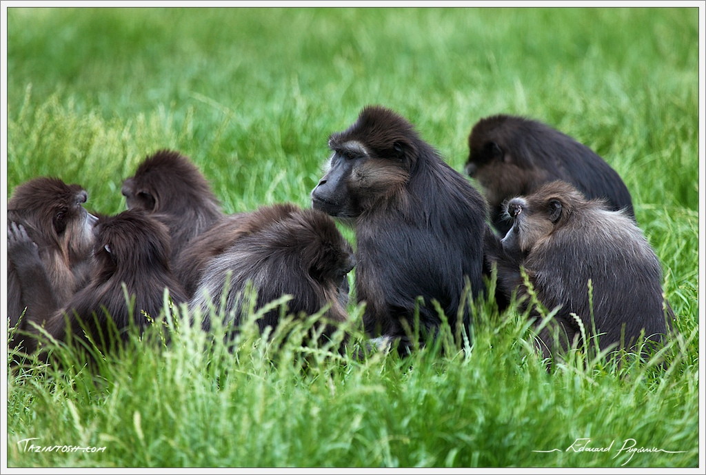  p>汤基猕猴,  a href="#" data-lemmaid="1970902">猴科 /a>,产于