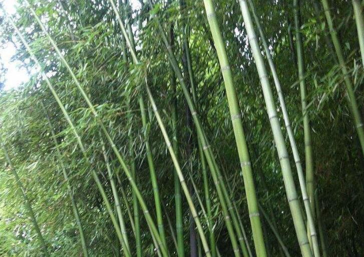  p>桂竹(学名: i>phyllostachys bambusoides  /i>sieb. et zucc.