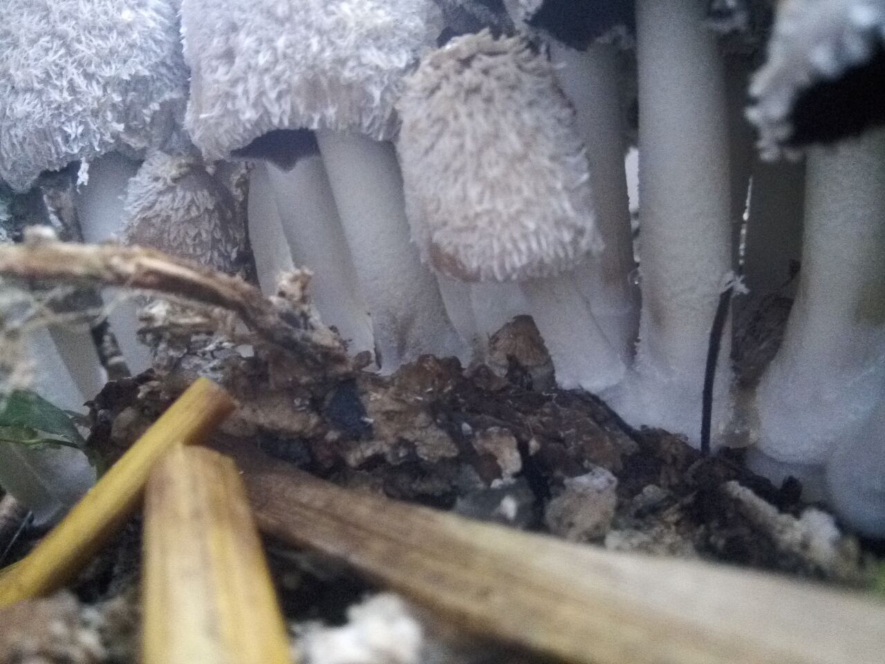 色深且边缘色浅黄,具浅黄褐色粒状鳞片在顶部较密布,有辐射状长条棱