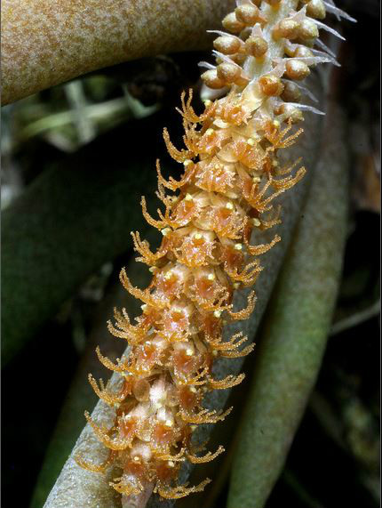  p>棒叶鸢尾兰(学名: i>oberonia myosurus /i>  (forst. f.) lindl.