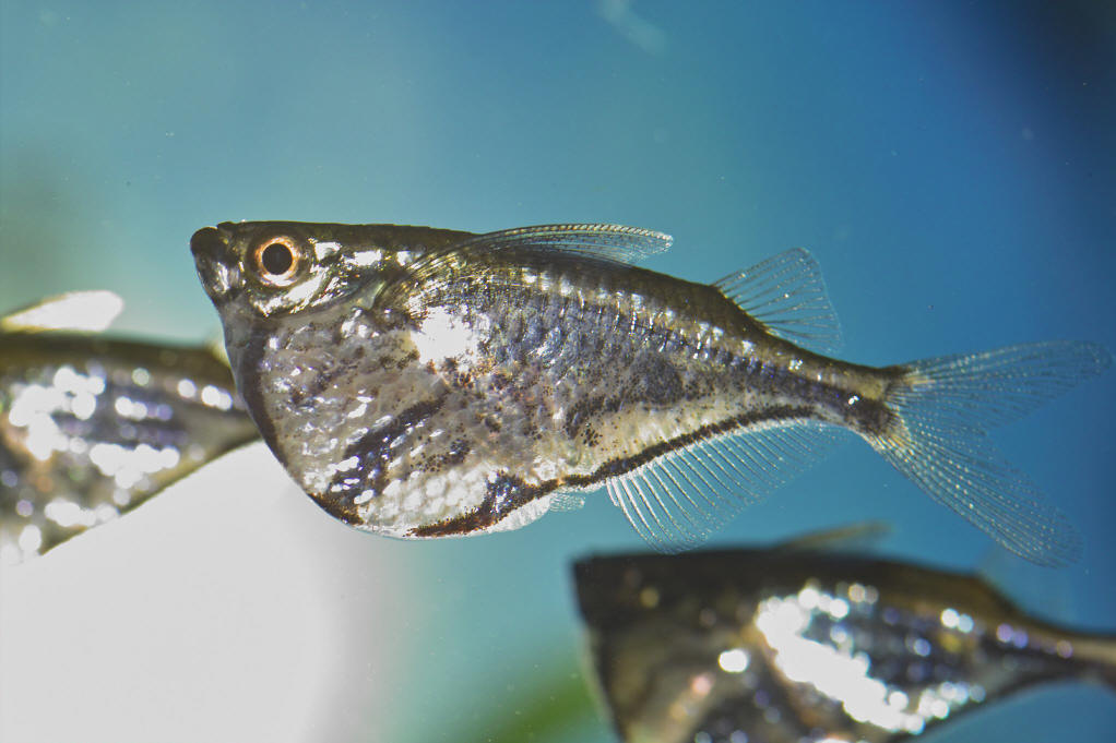 hatchetfish