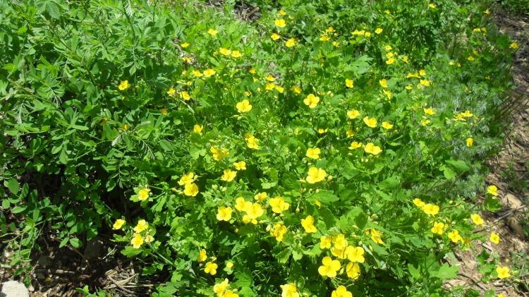 cheng)是毛茛科黄连属植物,多年生草本,根状茎黄色,圆柱形,极少分歧