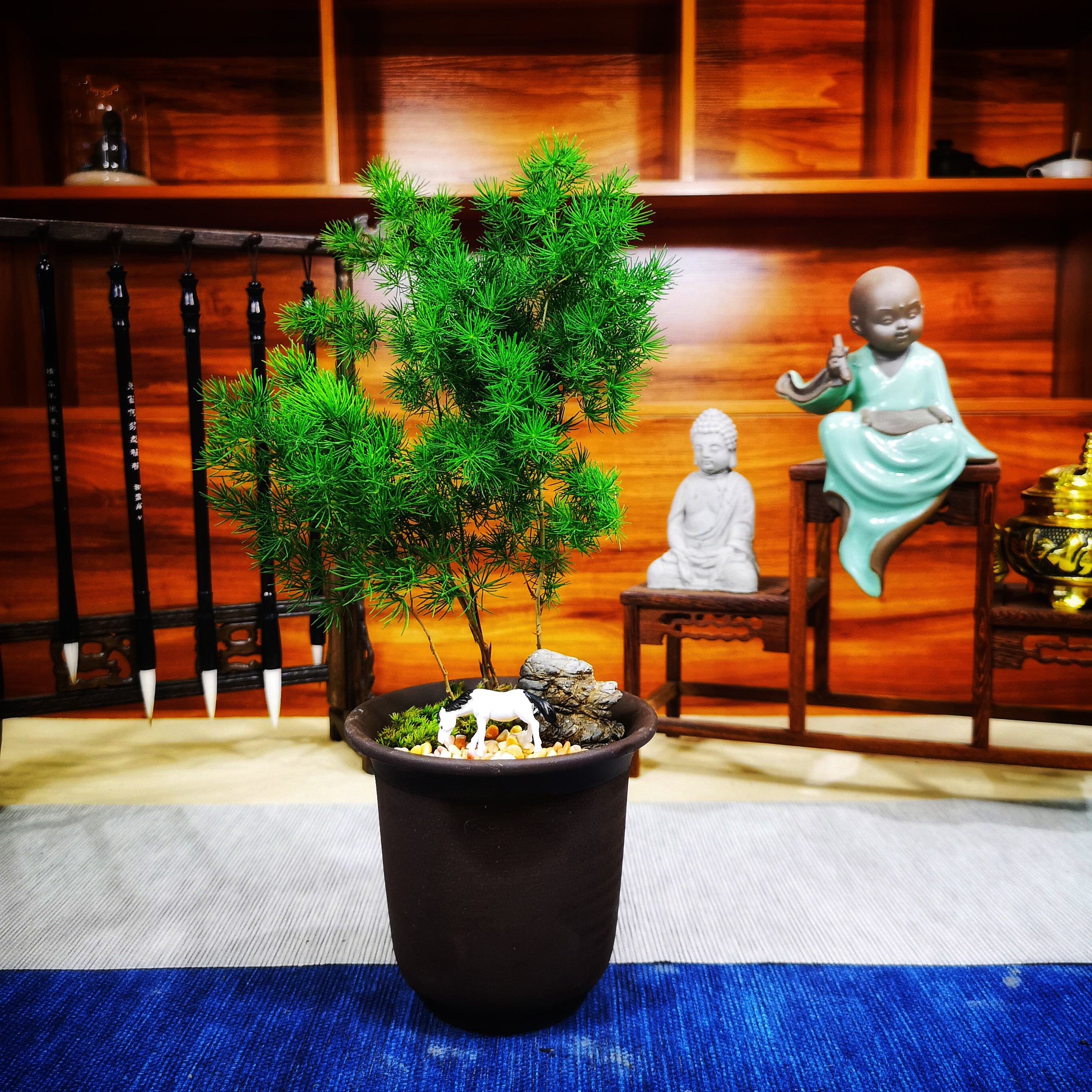 蓬莱松(蓬莱松盆景图片)