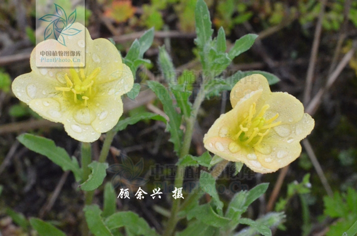  p>裂叶月见草,拉丁文名:oenothera laciniata hill.