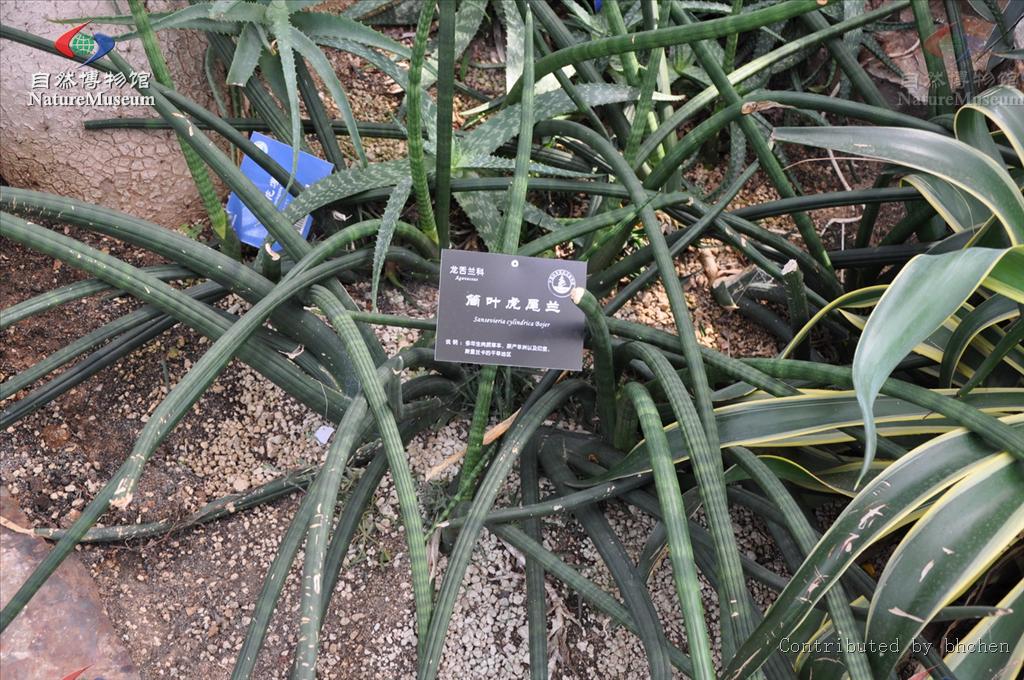  p>虎尾兰属(学名 i>:sansevieria thunb.