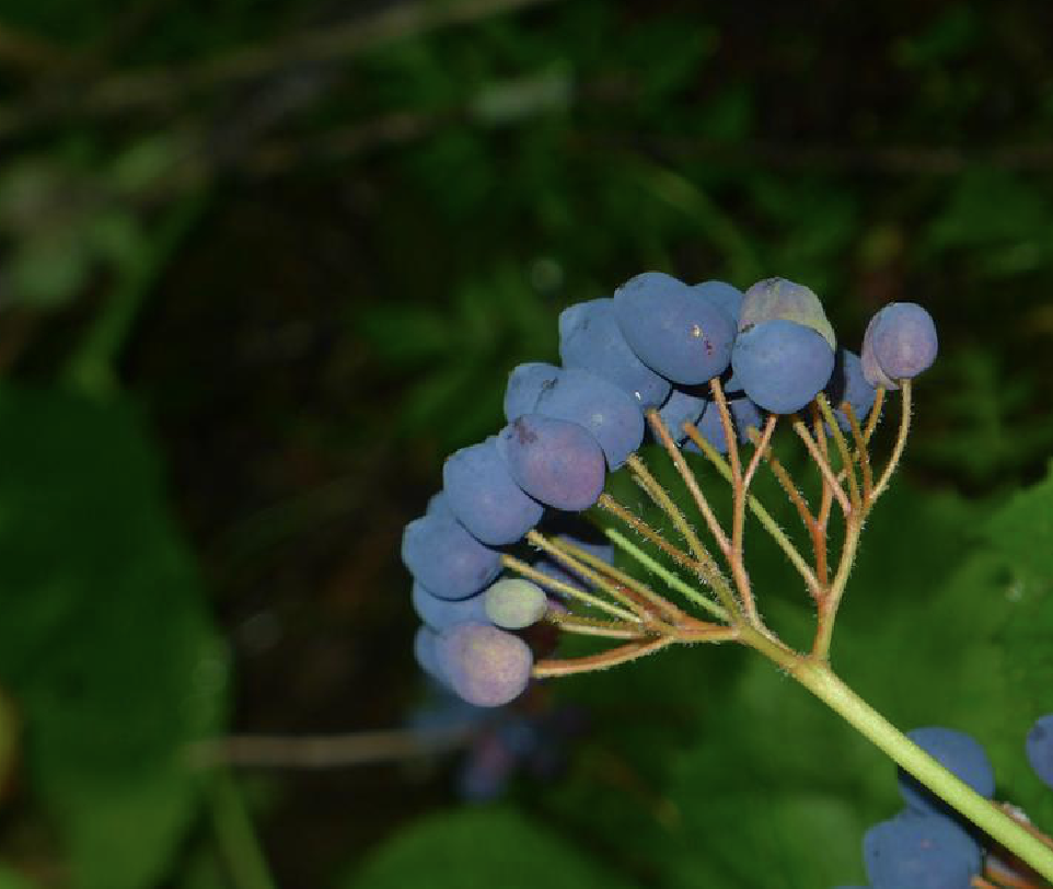 l. li)是小檗科山荷叶属植物,多年生草本,高40-80厘米.