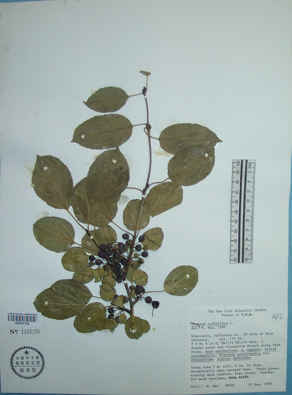 鼠李科鼠李属灌木或小乔木植物,高10米.