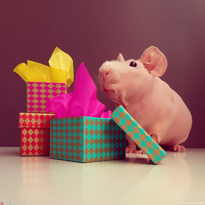 hairless guinea pigs