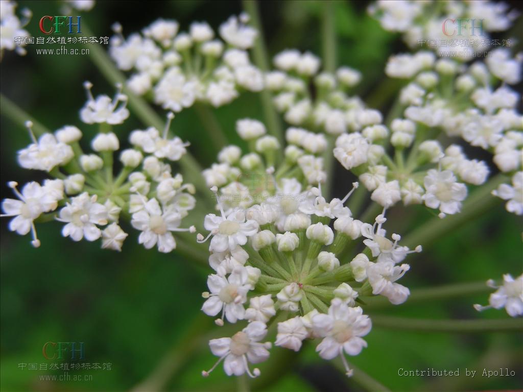  p>前胡属,通常为多年生直立草本.