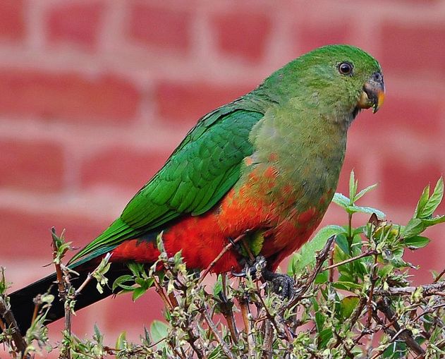  p>绿翅国王鹦鹉(学名: i>alisterus chloropterus /i>):体长36厘米