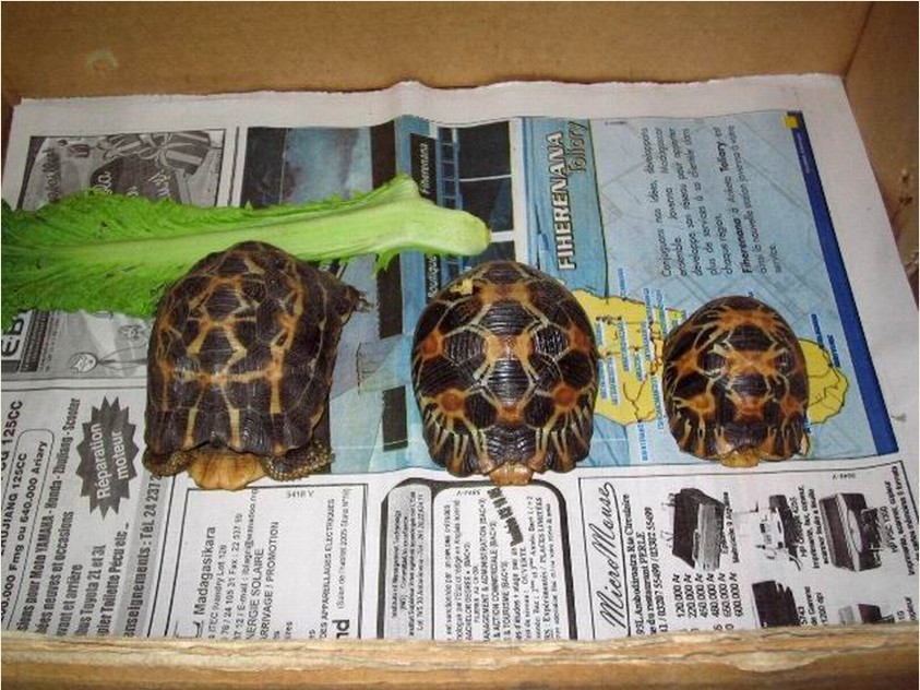  p>马达加斯加陆龟(学名: i>astrochelys yniphora /i>)是陆龟科,马岛