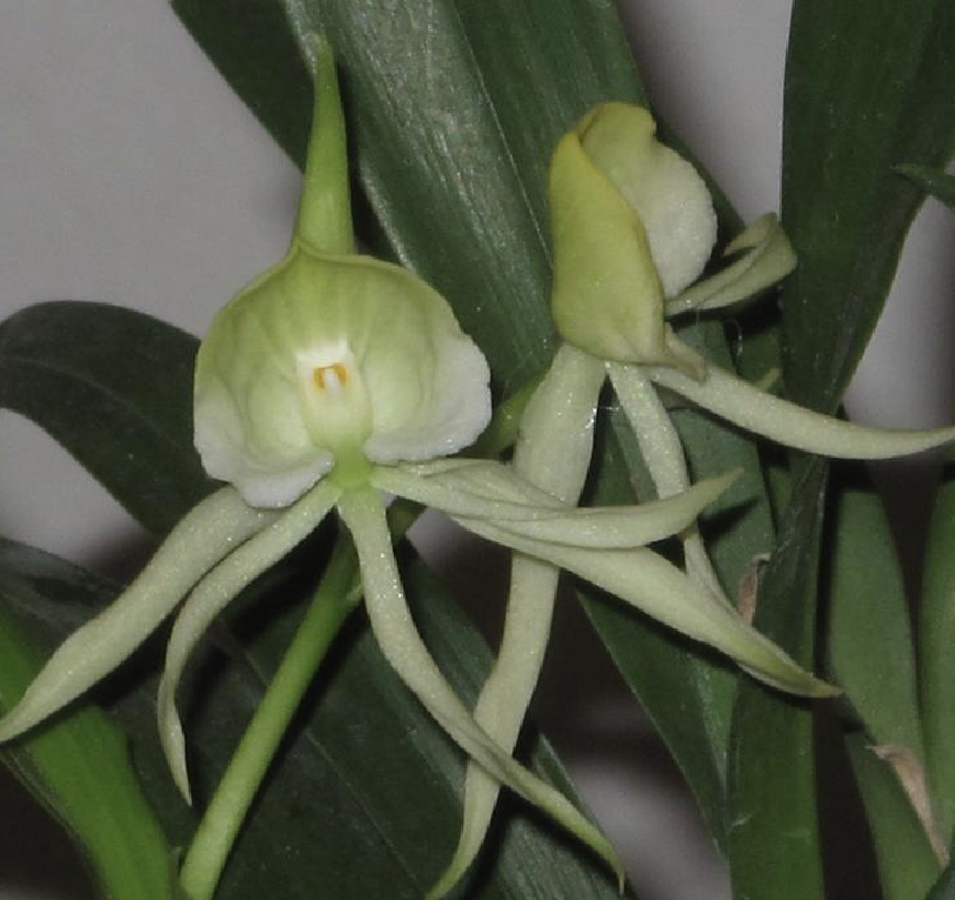 兰科植物图片及名称(兰科植物图片及名称介绍大全)