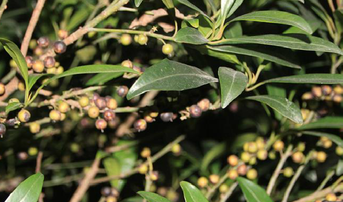  p>密花树属( a href="#" data-lemmaid="8074290">学名 /a>:rapanea)