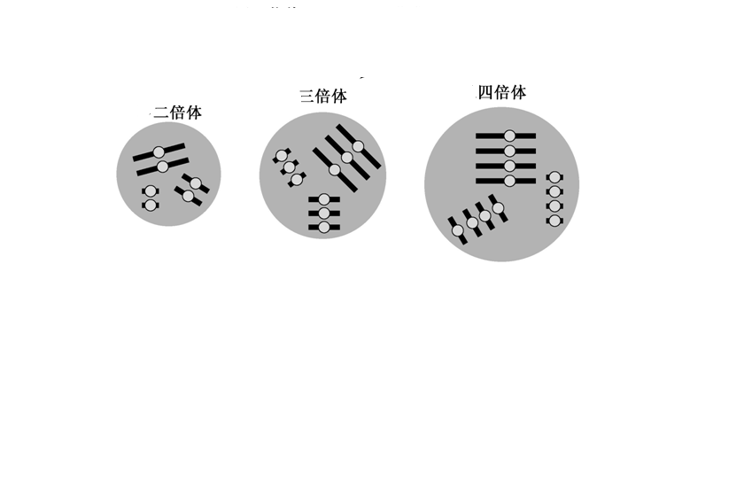 细胞中的一组 a href="#" data-lemmaid="6457263">非同源染色体 /a>